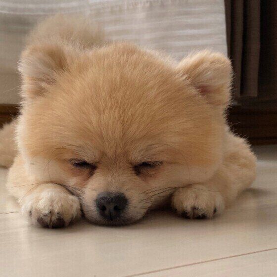 フリーリングの床に前足、顔をつけて眠っている茶色のポメラニアン