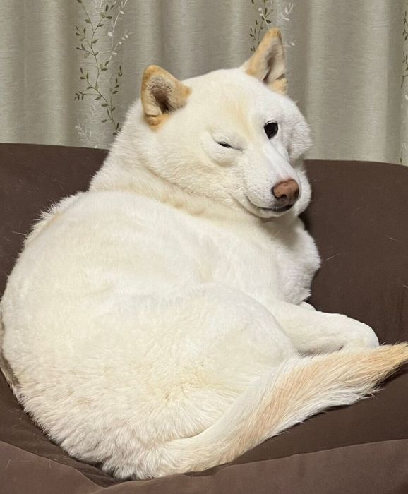ごはんを食べる飼い主さんを監視するチョビちゃん