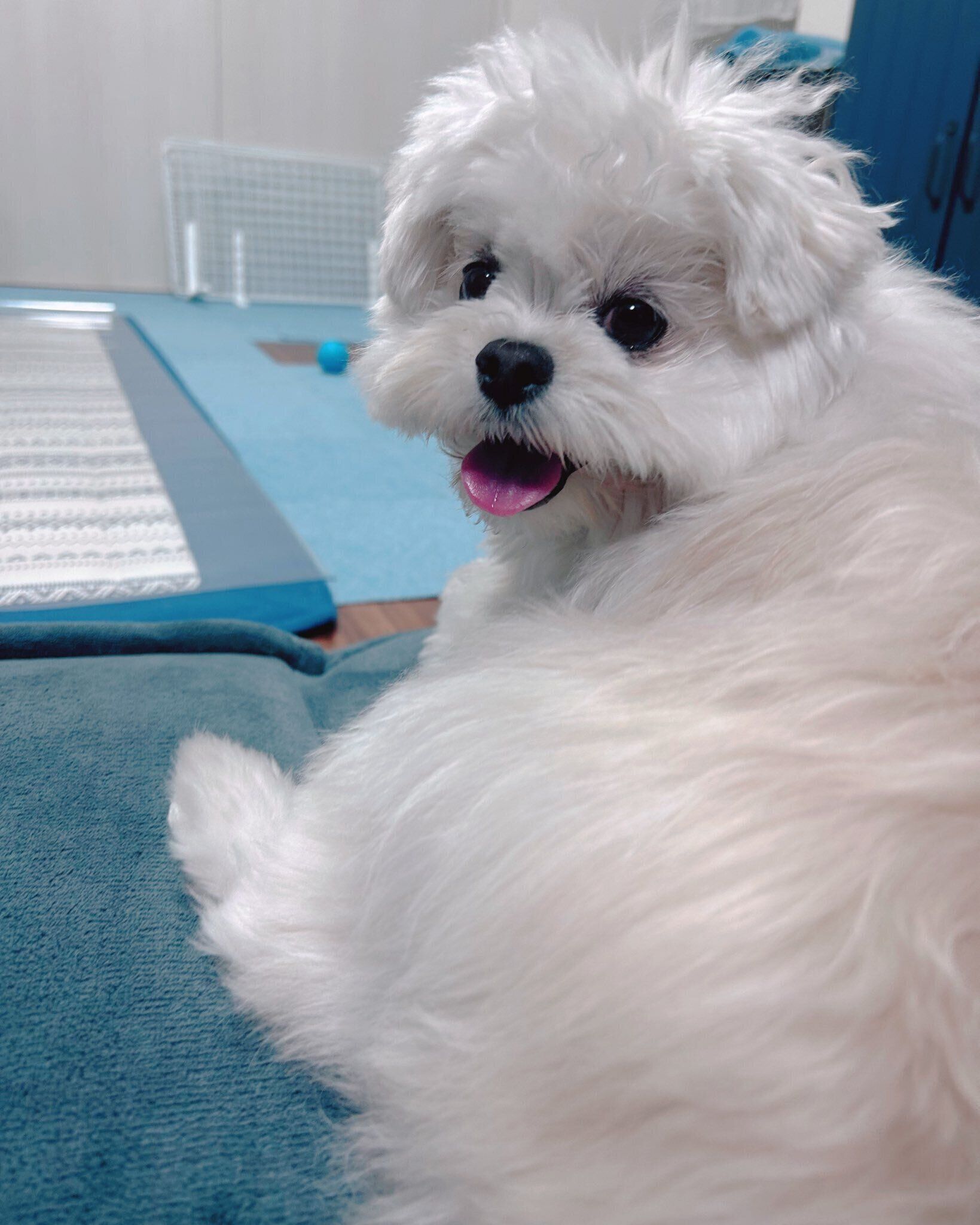 ボール遊びを楽しんでいる様子の犬