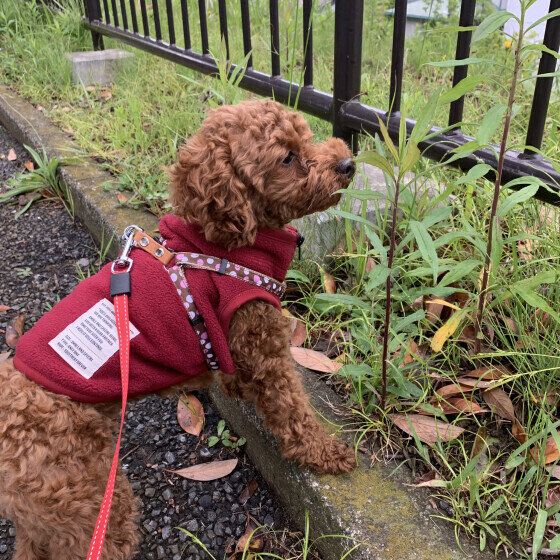 クンクンするトイ・プードルのニアちゃん