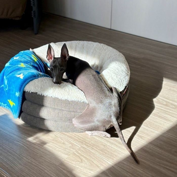 ひなたぼっこをするおまめくん