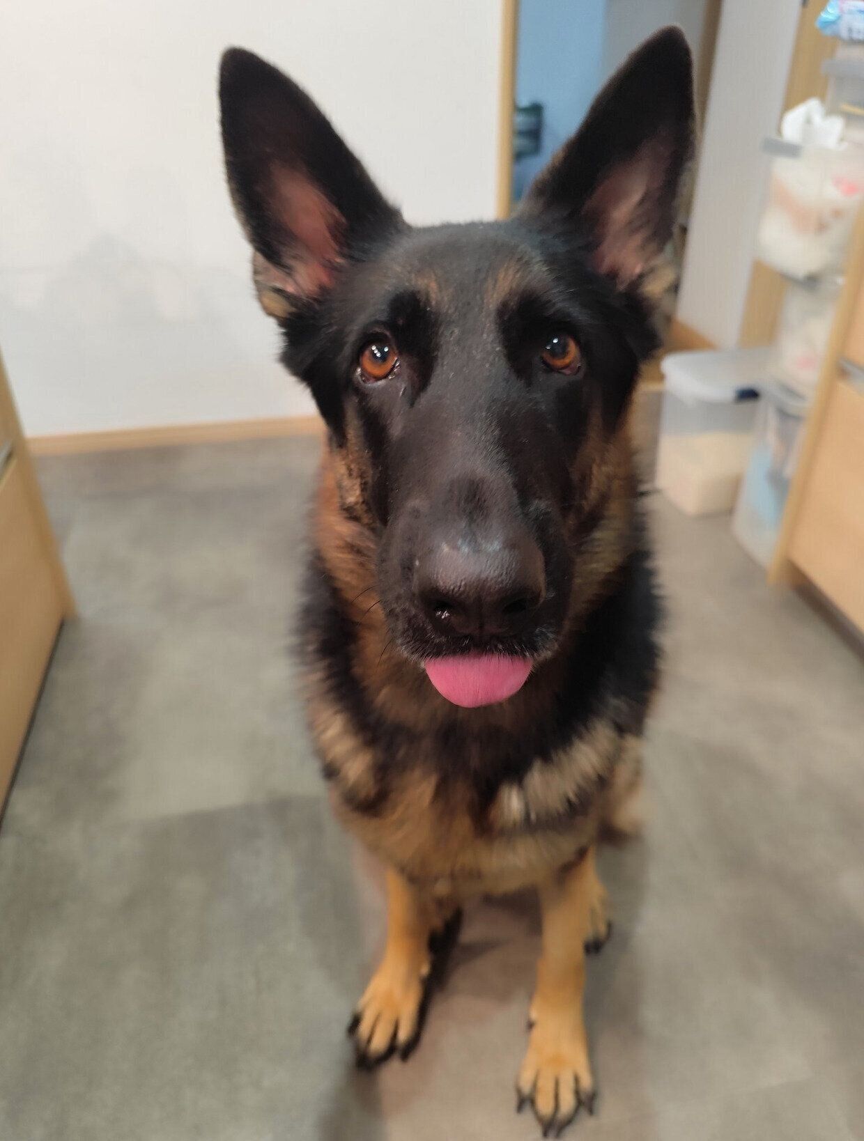 舌をぺろっとするミラちゃん