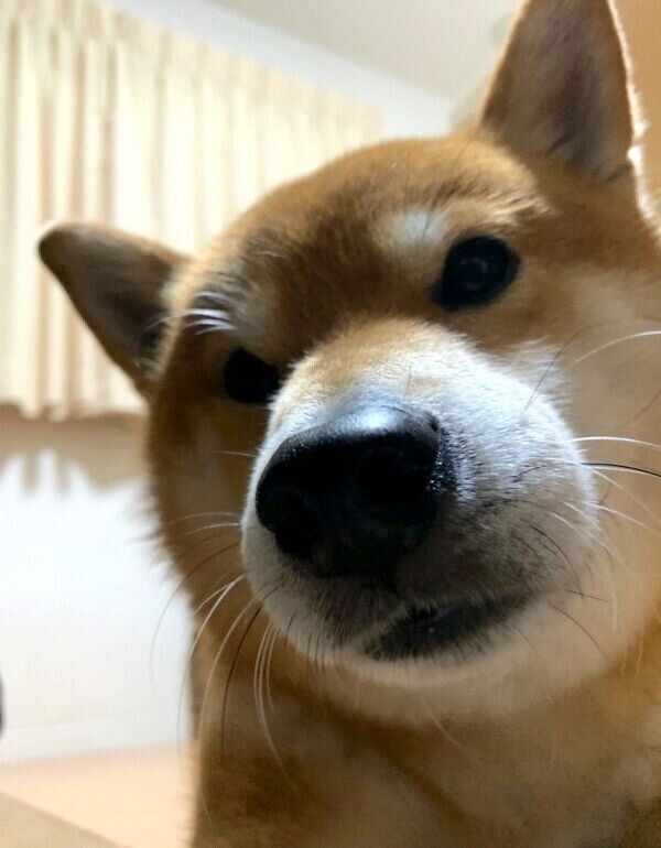 飼い主さんのことを心配するこたろうくん