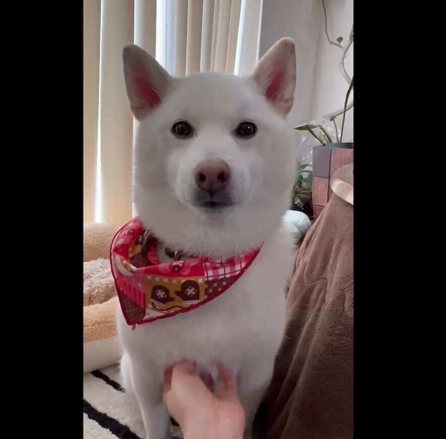 成長したしらたまちゃん