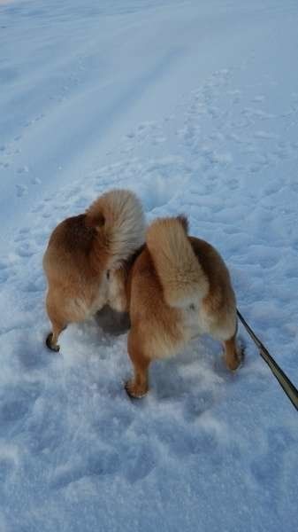 雪を掘っている柴犬
