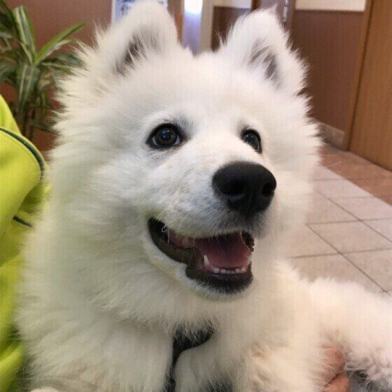 サモエドのもふおくん