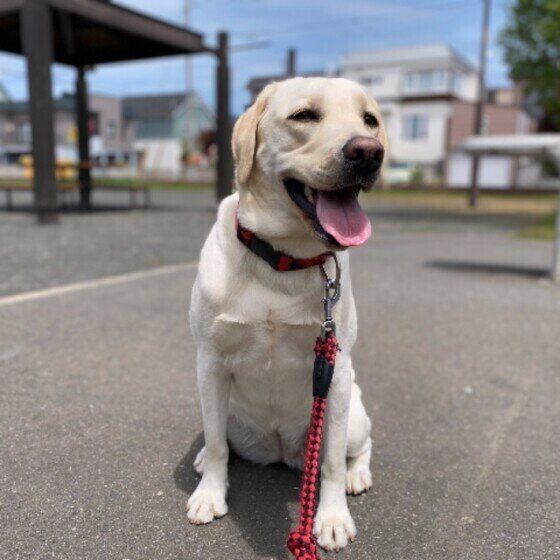 ラブラドール・レトリーバー