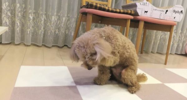 ネコ化するトイ・プードル