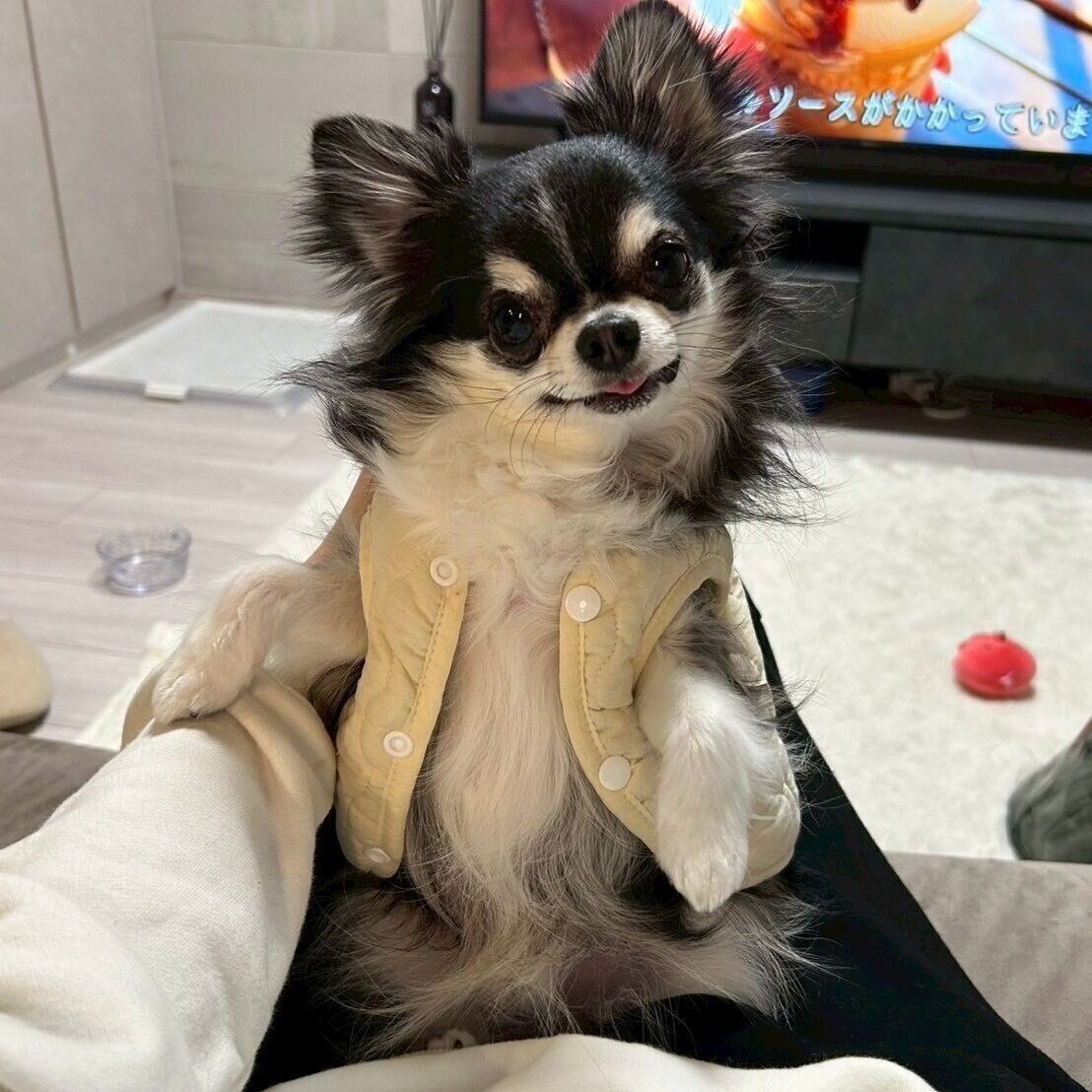 ポーズをとっている様子のチワワ