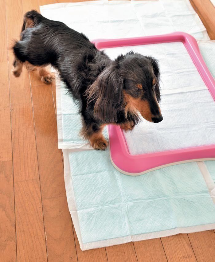 ダックスフンド