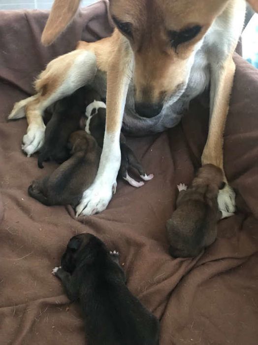 ママ犬の近くに集まる子犬達