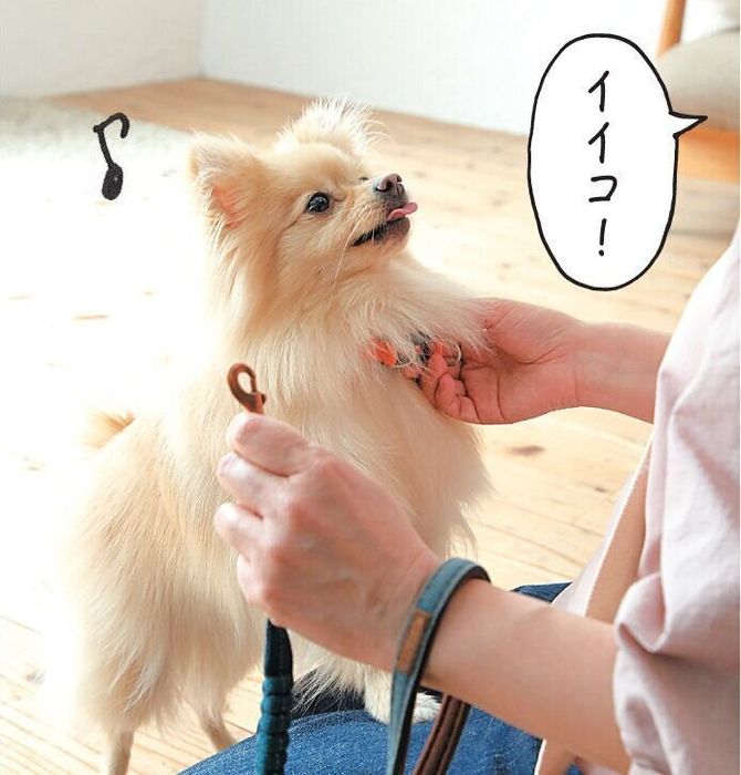 褒められる犬