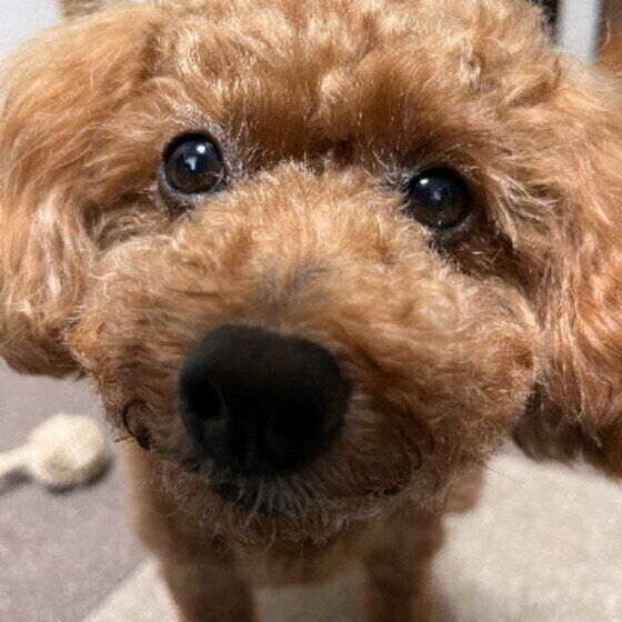 茶色いトイ・プードルの顔アップ