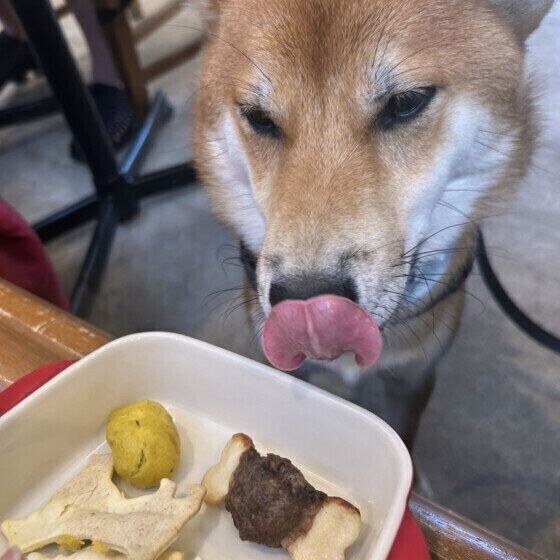 柴のむぎまるくん