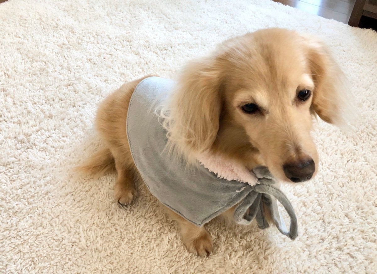 ミニチュア・ダックスフンド2