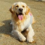 獣医師監修 メス犬の生理 ヒート はいつから 期間中の過ごし方や散歩時の注意 いぬのきもちweb Magazine 獣医師監修 メス犬の生理 ヒート はいつから 期間中の過ごし方や散歩時の注意 いぬのきもちweb Magazine