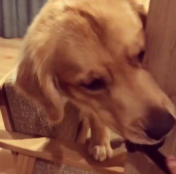 お出迎えする犬