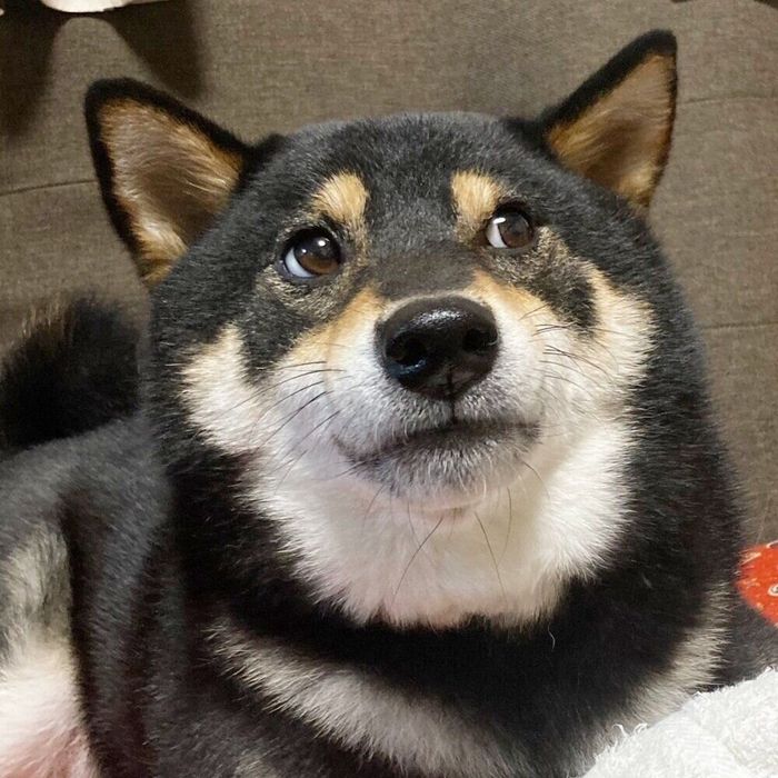 飼い主さんを目で追うぎんくん