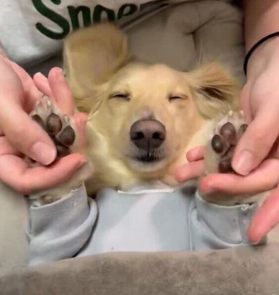 動画のひとコマ　“肉球マッサージ”を受けるマロンくんの様子