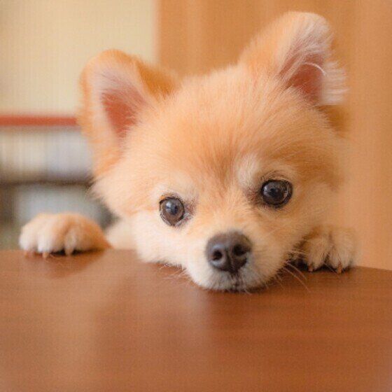 ポメラニアンのポポちゃん