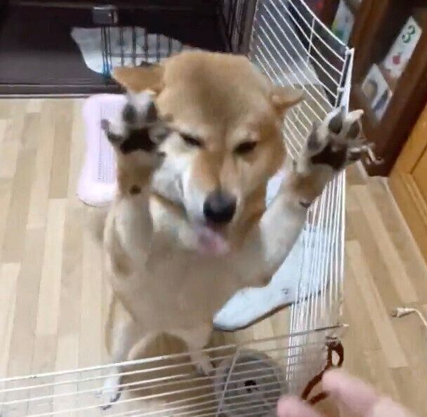 柴犬　ゆずちゃん