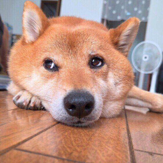 扇風機の前で涼む柴犬