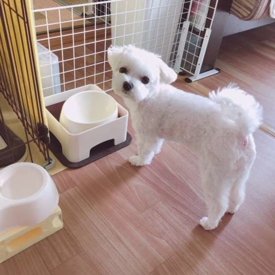 マルチーズのモコちゃん