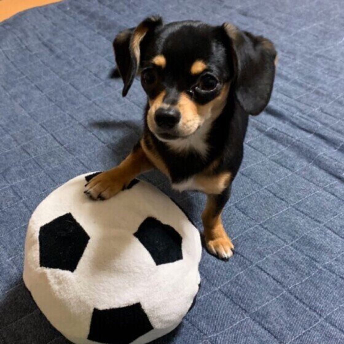 愛犬とおうちでできる サッカー風ボール遊び いぬのきもちweb Magazine 愛犬とおうちでできる サッカー風ボール遊び いぬのきもちweb Magazine