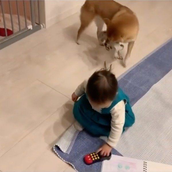 パパさんの帰宅を喜ぶ花子ちゃんとモモ子ちゃん