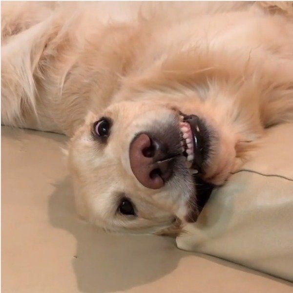 ゴールデン・レトリーバー