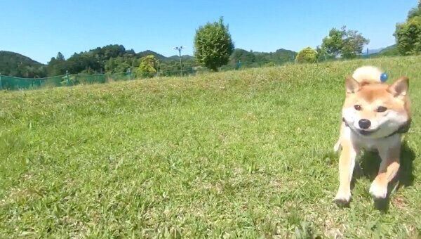 ドッグランで思いっきり走るりんご郎くん