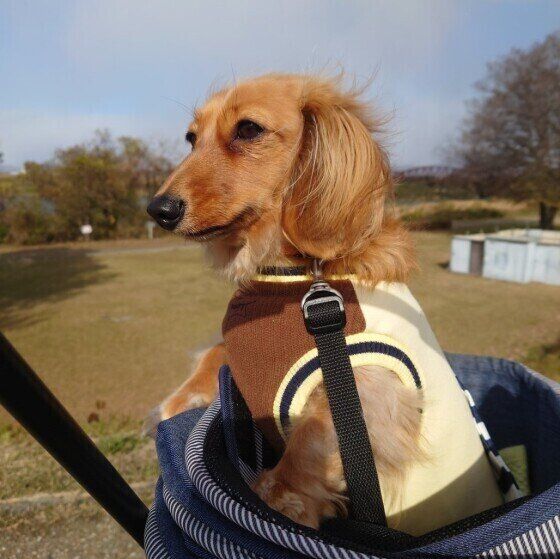 ミニチュア・ダックスフンドのリンちゃん