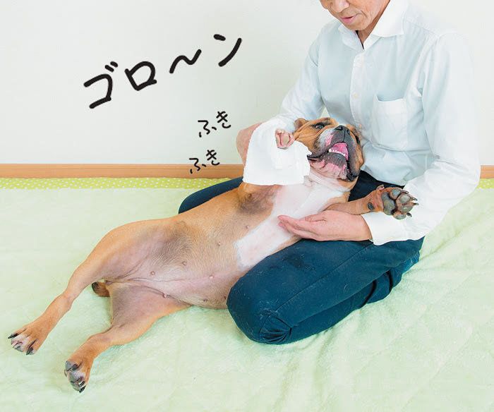 膝に寝ながら足を拭く犬