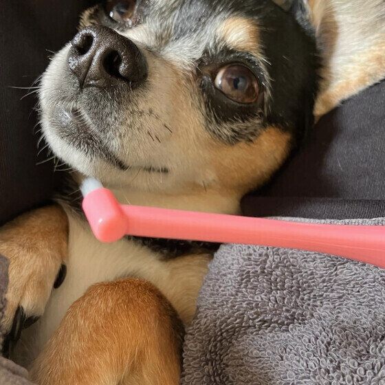 歯ブラシに興味津々のぽこちゃん