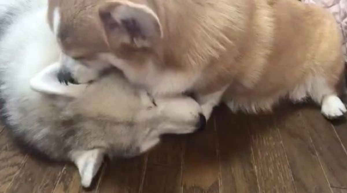 なんという無限ループ ハムハムしてあげる犬が可愛すぎた いぬのきもちweb Magazine なんという無限ループ ハムハムしてあげる犬が可愛すぎた いぬのきもちweb Magazine