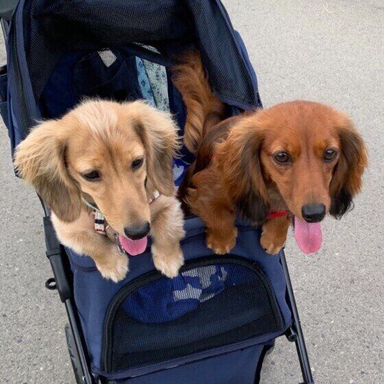 お友達と出かけるカニーンヘン・ダックスフンドの茶葉ちゃん