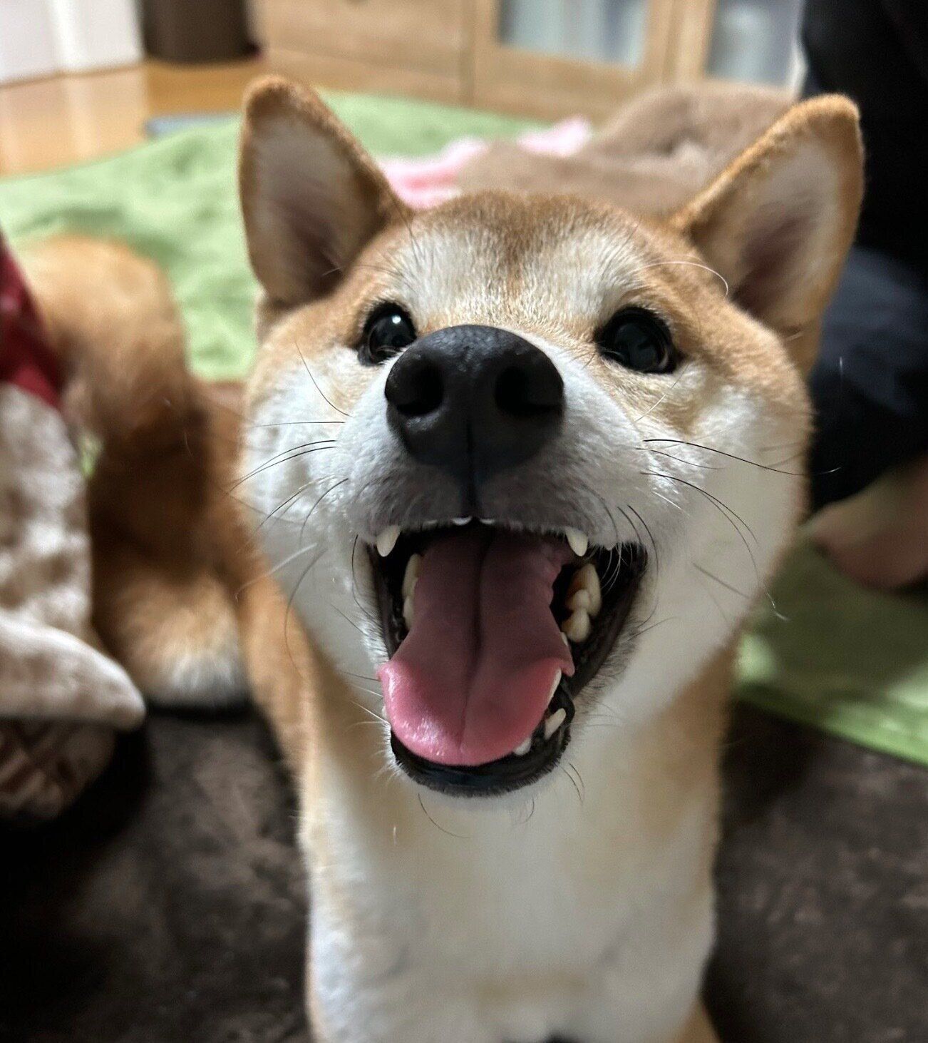 3才になったいそべくん