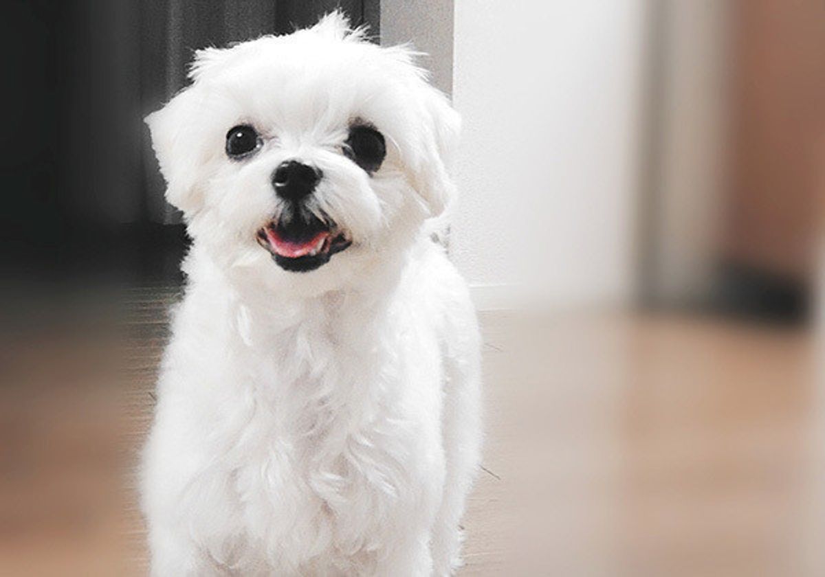 愛犬が原因で離婚に発展 犬をめぐる家族喧嘩の経験率とその理由を調査してみた いぬのきもちweb Magazine 愛犬が原因で離婚に発展 犬をめぐる家族喧嘩の経験率とその理由を調査してみた いぬのきもちweb Magazine