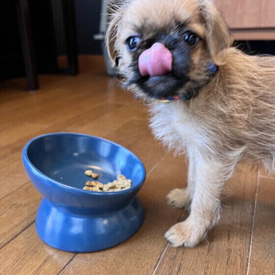 ブリュッセル・グリフォンのポンちゃん