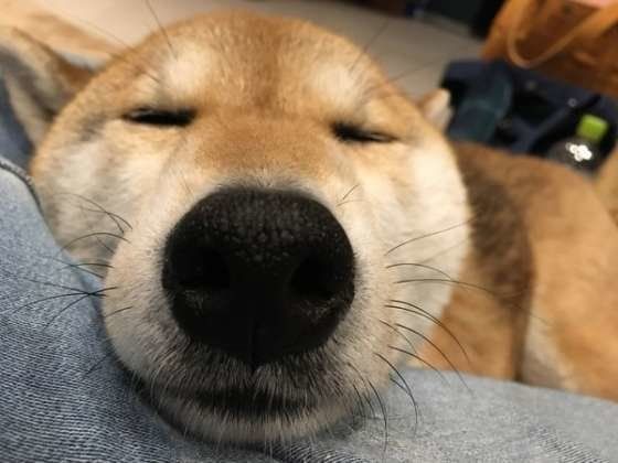 真っ黒のお鼻の柴犬