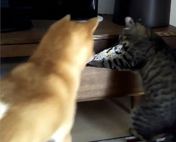 柴犬と猫