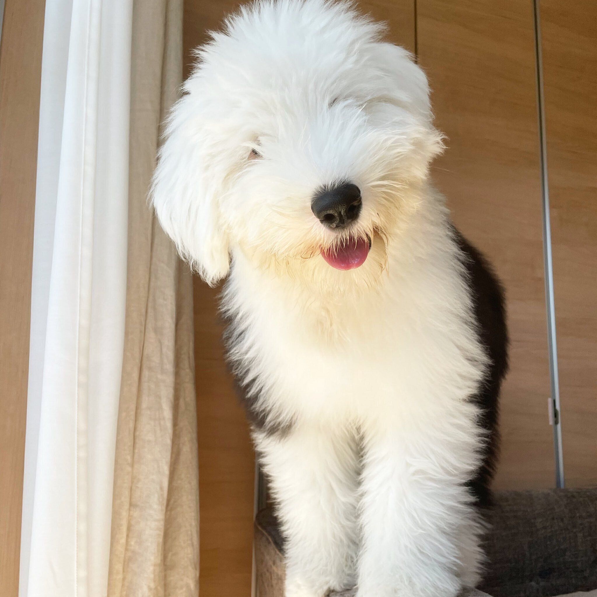 子犬時代のテアちゃん