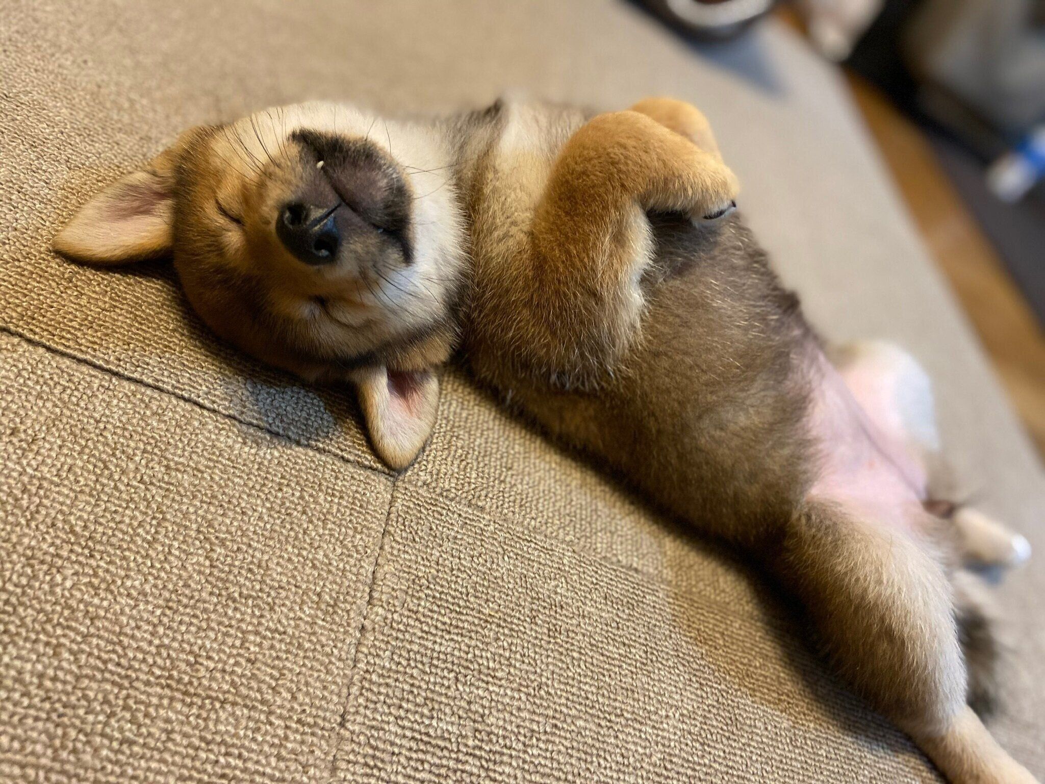 初“ヘソ天”をするおとちゃん