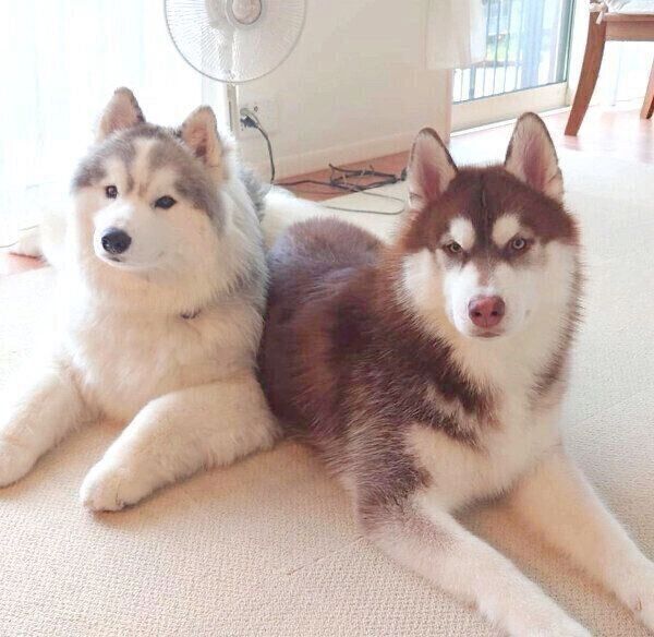 いつまでもパピー顔の先住犬・バンデくんと、大人っぽいグーテくん