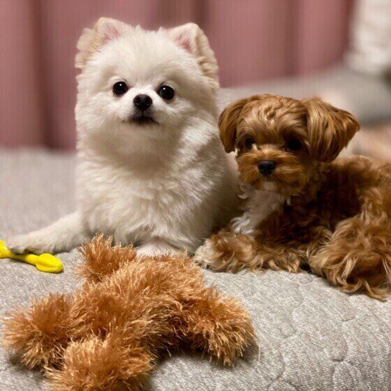 小型犬との暮らしに適した住環境のポイントを獣医師に聞いてみた いぬのきもち