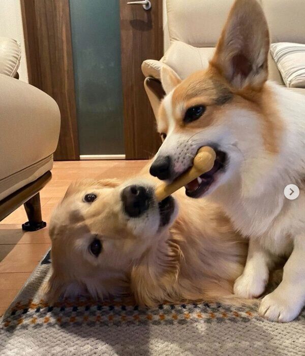 仲良しなシャロンちゃん、モグくん