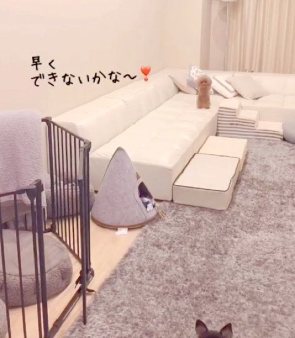 喜びの気持ちを抑えきれないトイ・プードル