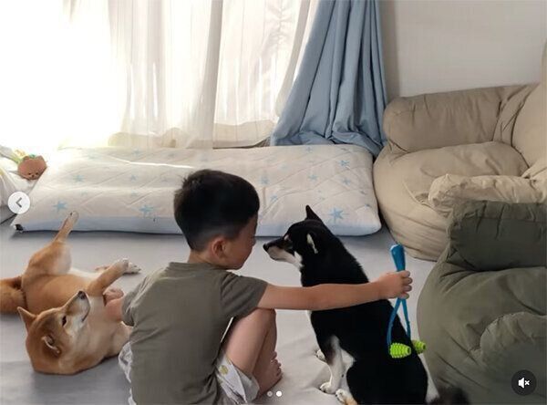 息子くんにマッサージしてもらう桜ちゃんと、なでられ待ちの椛ちゃん