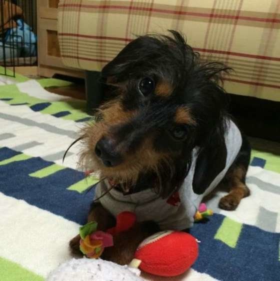 洋服を着て首をかしげるカニーンヘン・ダックスフンド