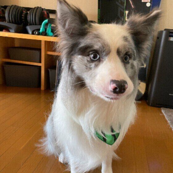 見つめるボーダー・コリー